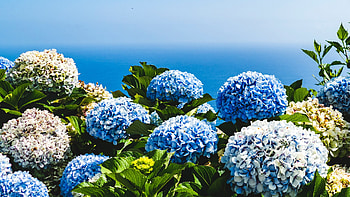 Hydrangea, nature, plants, flower HD wallpaper