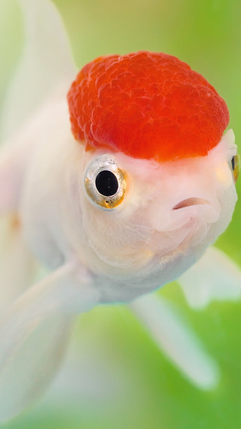 Gold Fish, Nature, Ultra , background HD phone wallpaper