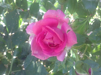 Rose, leaves, nature, flower HD wallpaper