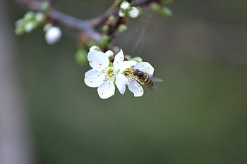 Spring is almost here, white, graphy, spring, insect, blossom, tree HD wallpaper