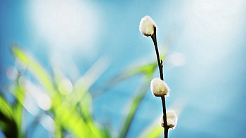 Grass, Background, Macro, Branch, Greased, Smeared HD wallpaper