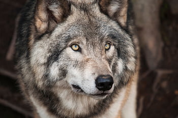 Majestic gray wolf with piercing eyes in a detailed wildlife portrait. HD wallpaper