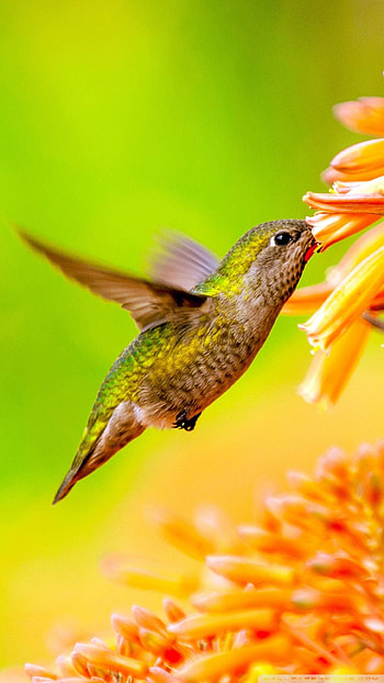 Hummingbird HD phone wallpaper