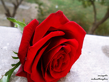 Red Rose, rose, nature, red, flower HD wallpaper