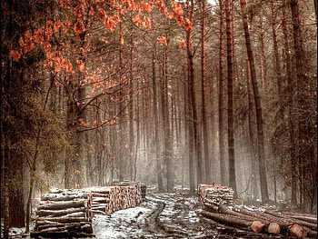 Voice_of_Longing_Forest, trees, cool, forest HD wallpaper