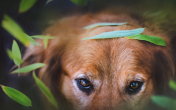 Animals, Dog, Muzzle, Sight, Opinion HD wallpaper