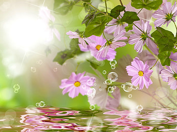 Flowers reflection, summer, rays, reflection, flowers, beautiful, spring HD wallpaper