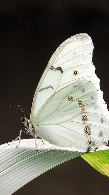 Butterfly, Beautiful Butterfly HD phone wallpaper