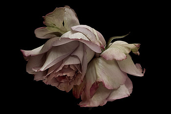 roses, still life, pink, old HD wallpaper