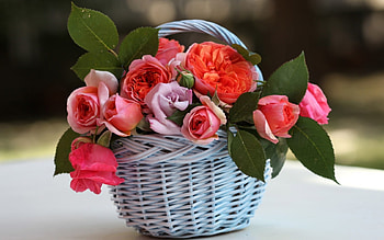 Plants, Flowers, Roses, Bouquets HD wallpaper