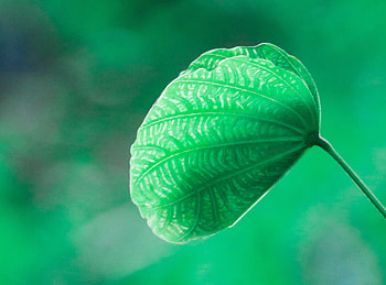 Close up, green leaf, blur HD wallpaper