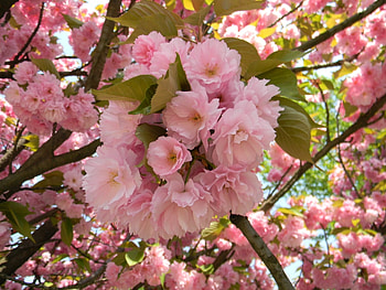 Plants, Flowers HD wallpaper