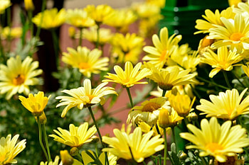 Cheerful Spring Daisies, scenic spring, flower field, spring flowers, yellow flowers, relaxing spring, daisies HD wallpaper
