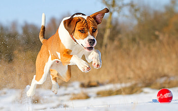 Animals, Dog, Ball, Run, Friend, Running HD wallpaper