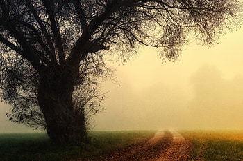 Dirt road, misty day, tree, nature HD wallpaper