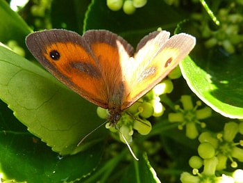 Butterfly on Flowers, animal, insects, flowers, butterfly HD wallpaper