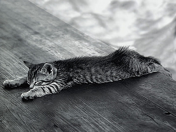 Animals, Kitty, Kitten, To Lie Down, Lie, Dream, Sleep, Tired HD wallpaper