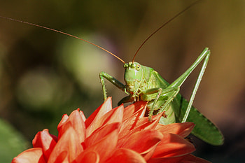 Grasshopper, Wild animal, Flower, Fly HD wallpaper