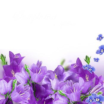 Plants, Flowers HD phone wallpaper