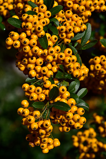 Berries, Macro, Close-Up, Brush, Brushes, Harvest, Rowan HD phone wallpaper