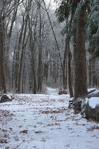 Winter, Nature, Snow, Forest, Path HD phone wallpaper