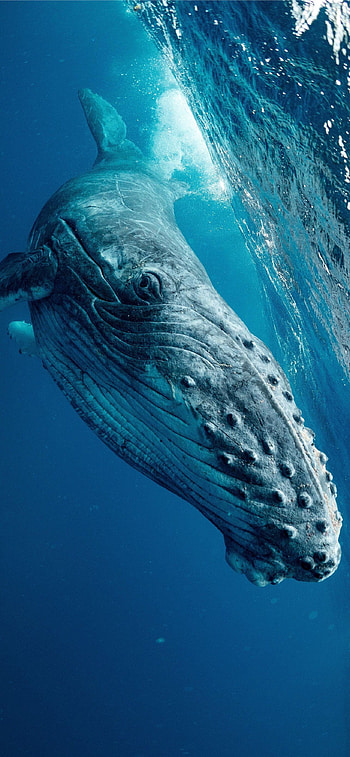 Blue Whale, Cool whale , Cool backgrounds HD phone wallpaper