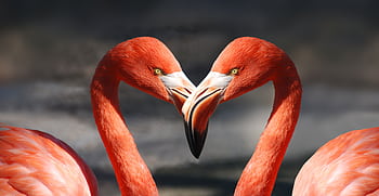 Close-up of two vibrant flamingos with intertwined necks symbolizing love and connection. HD wallpaper