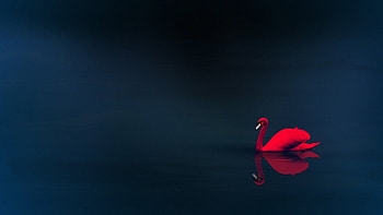 Animals, Birds, Swans HD wallpaper