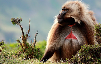 Animals, Monkeys HD wallpaper