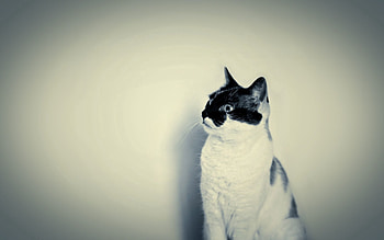 Animals, Sit, Cat, Spotty, Spotted, Shadow, Wall, Attentiveness, Mindfulness HD wallpaper