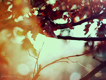 Sunrise, leaves, abstract, graphy, sky, sun HD wallpaper