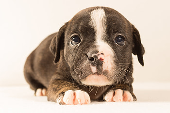 Animals, Muzzle, Spotted, Spotty, Puppy HD wallpaper