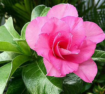 Pink Beauty, rose, pink, leaves, petals, green, nature, flowers HD wallpaper