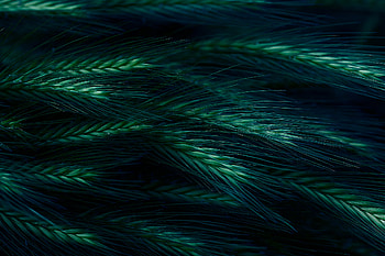 Grass, Dark, Spikelet HD wallpaper