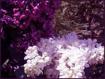 Lilac Retreat, purple, white, flowers, retreat, lilac HD wallpaper