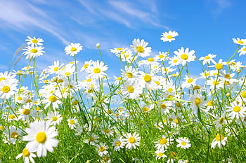Plants, Flowers, Camomile HD wallpaper