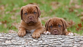 Animals, Couple, Pair, Bark, Puppies, Log, Dogue De Bordeaux, Bordeaux Dog HD wallpaper