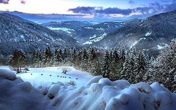 Winter of forest, Mountains, Snow, Trees, Animals, Winter, Forest HD wallpaper
