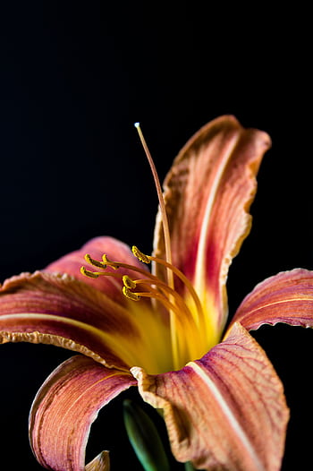 Detailed close-up of a vibrant daylily flower with orange petals against a black background, emphasizing its beauty and intricacy. HD phone wallpaper