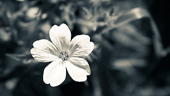 Flower, Macro, Dark HD wallpaper