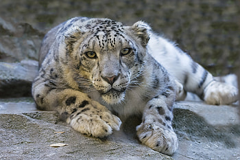 Animals, Snow Leopard, Predator, Big Cat, Sight, Opinion HD wallpaper