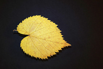Gold Leaf, leaf, nature, gold HD wallpaper