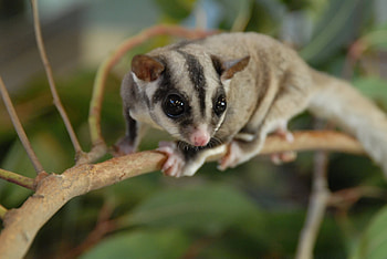Sugar glider, Adorable animal, Nature's charm, Wildlife wonders HD wallpaper