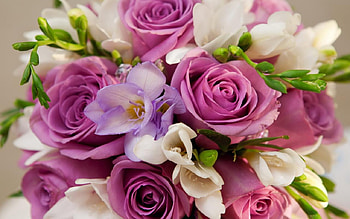 Roses and sias, purple, rose, pink, bouquet, sia, flower, trandafir HD wallpaper