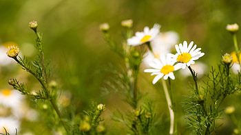 Nature, Flowers, Camomile, Field HD wallpaper