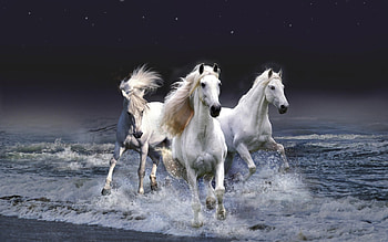 Animals, Horses HD wallpaper