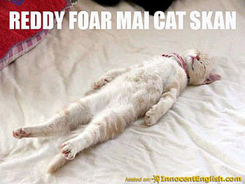 CAT SCAN, ready, cat, funny, scan HD wallpaper