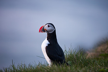 Puffin Bird, birds, puffin, animals HD wallpaper