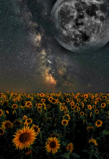 Sunflower, sky, light HD phone wallpaper