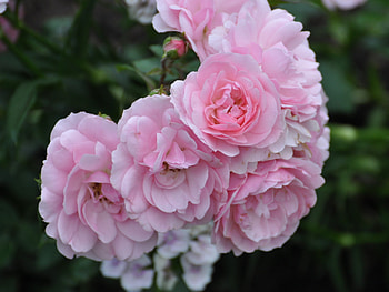 Flowers, Roses, Bush, Blur, Smooth, Greens HD wallpaper